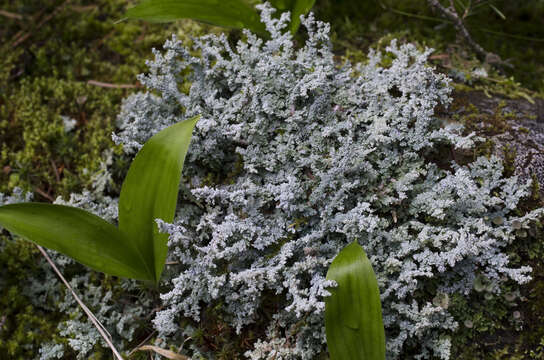 Image of Woolly foam lichen