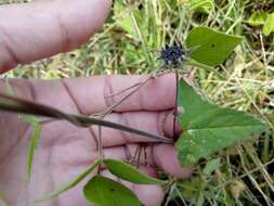 Image of Anoda albiflora P. A. Fryxell