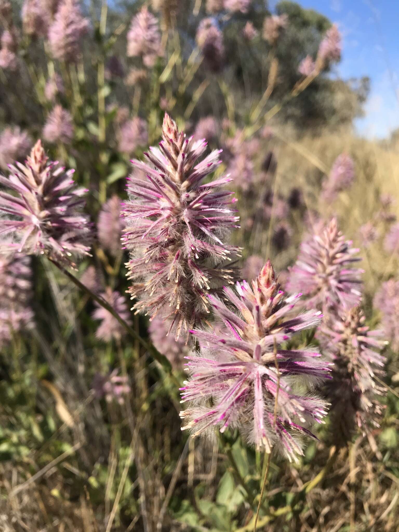 Image of Ptilotus exaltatus Nees