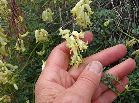 Image of smooth loco milkvetch