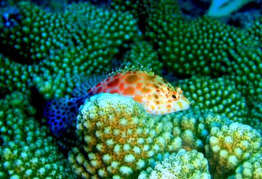 Image of Coral Hawkfish