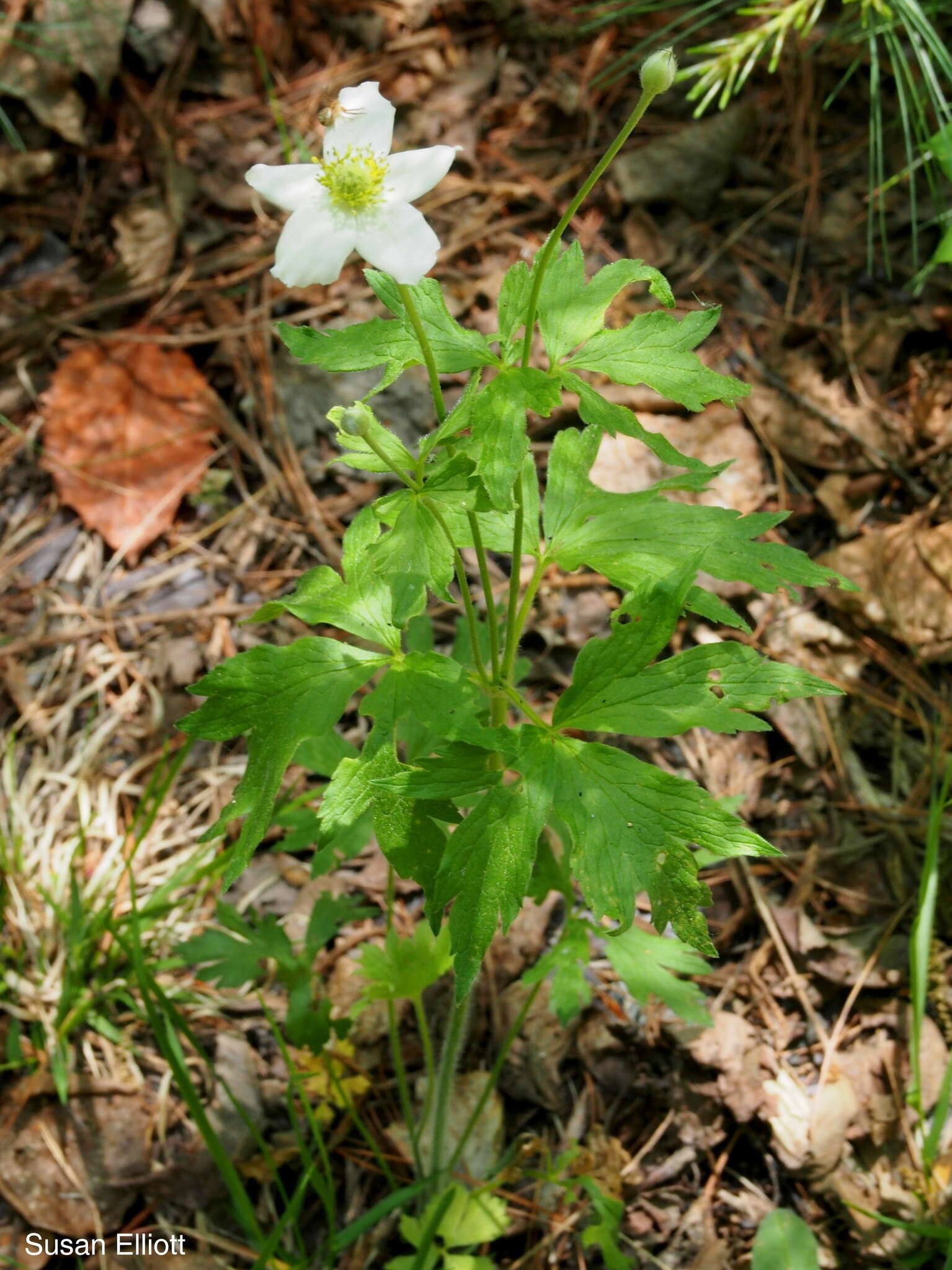 Image of tall thimbleweed