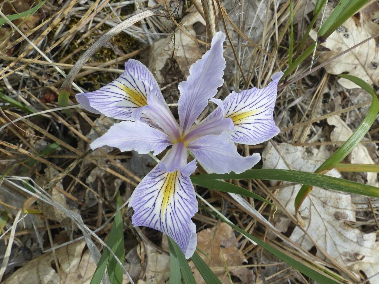 Image of bowltube iris