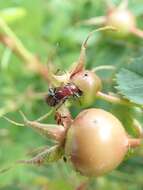 Image of Rose Curculio