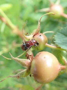 Image of Rose Curculio