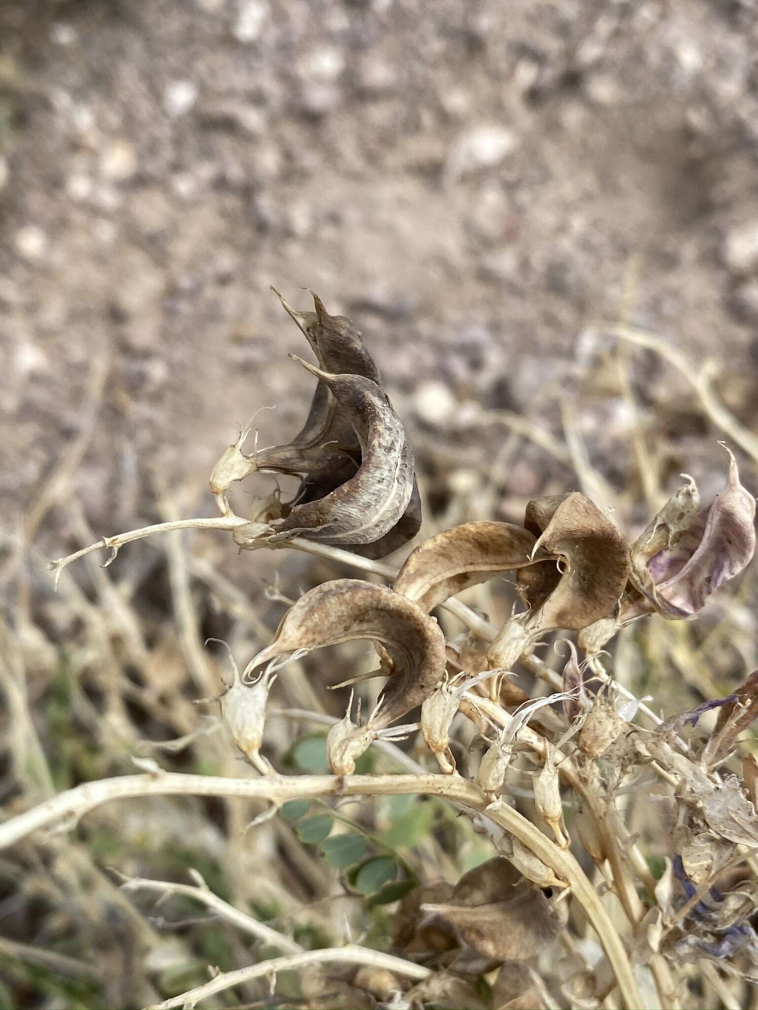 Imagem de Astragalus beckwithii Torr. & A. Gray