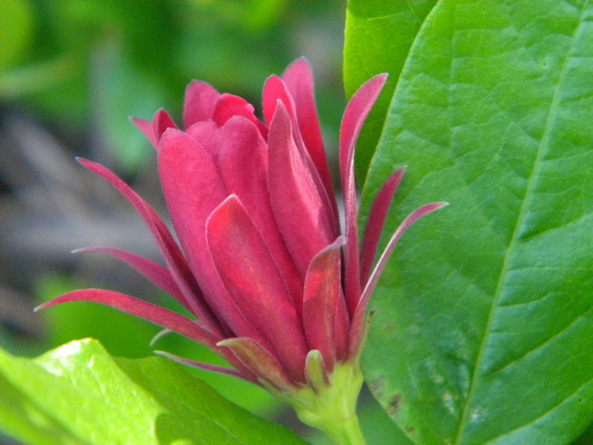 Image de Calycanthus occidentalis Hook. & Arn.