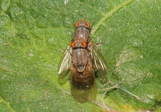 Image of Minettia fasciata (Fallen 1826)