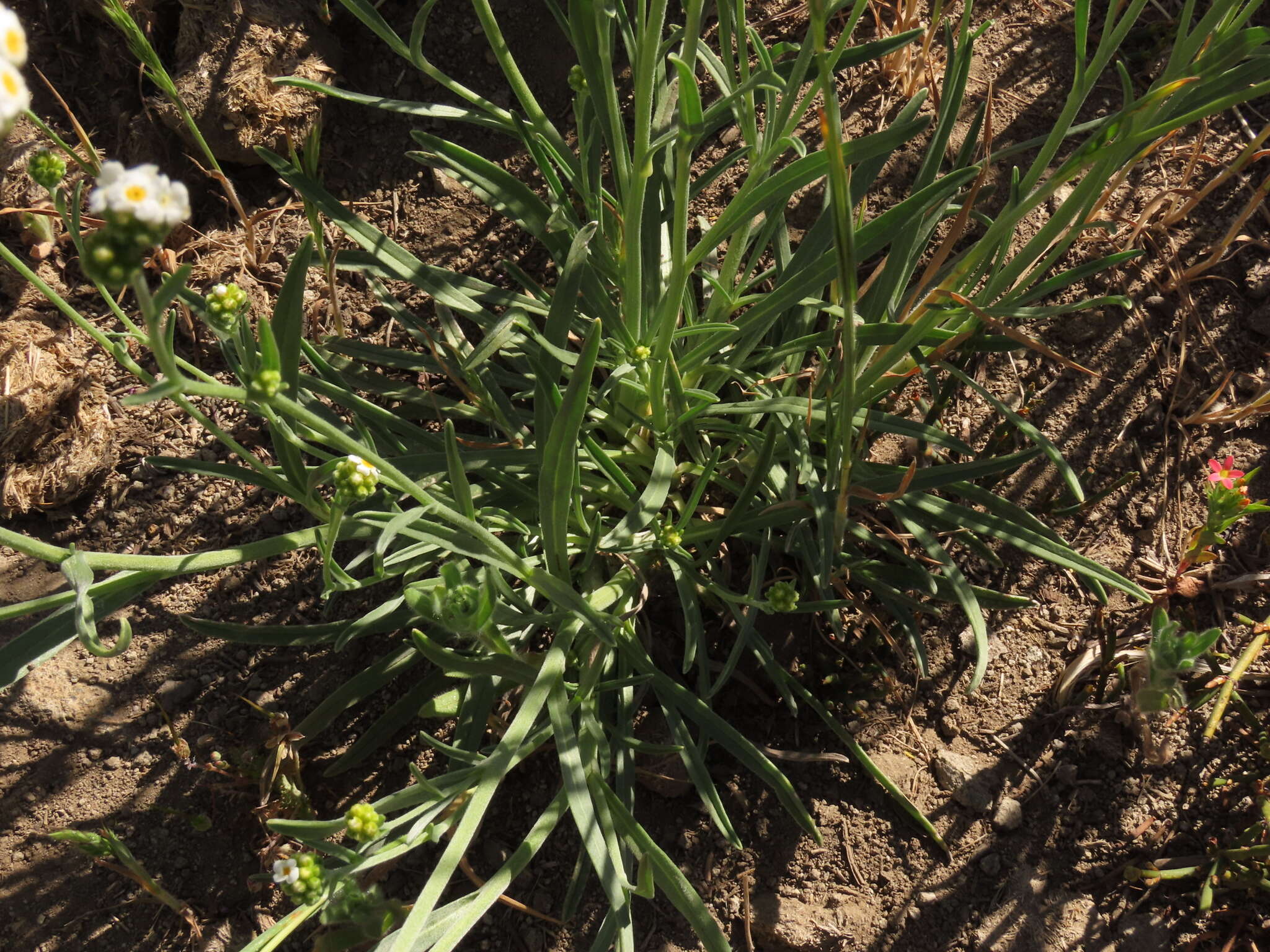 Image of Cryptantha alyssoides (A. DC.) Reiche