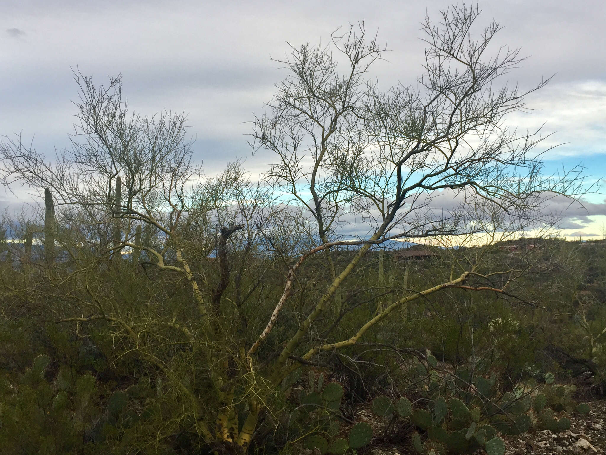 Image of yellow paloverde