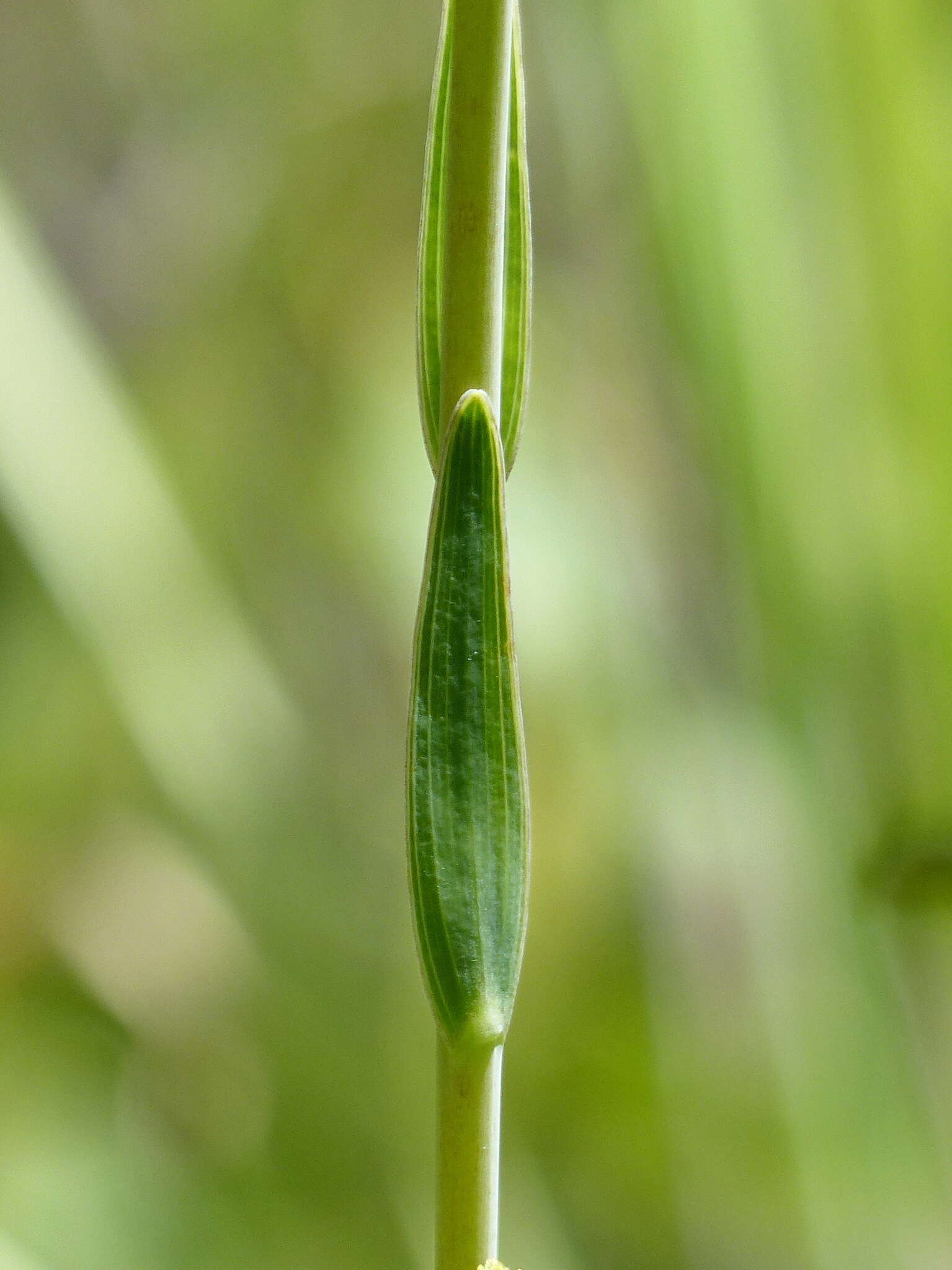 Image of Alstroemeria gardneri Baker