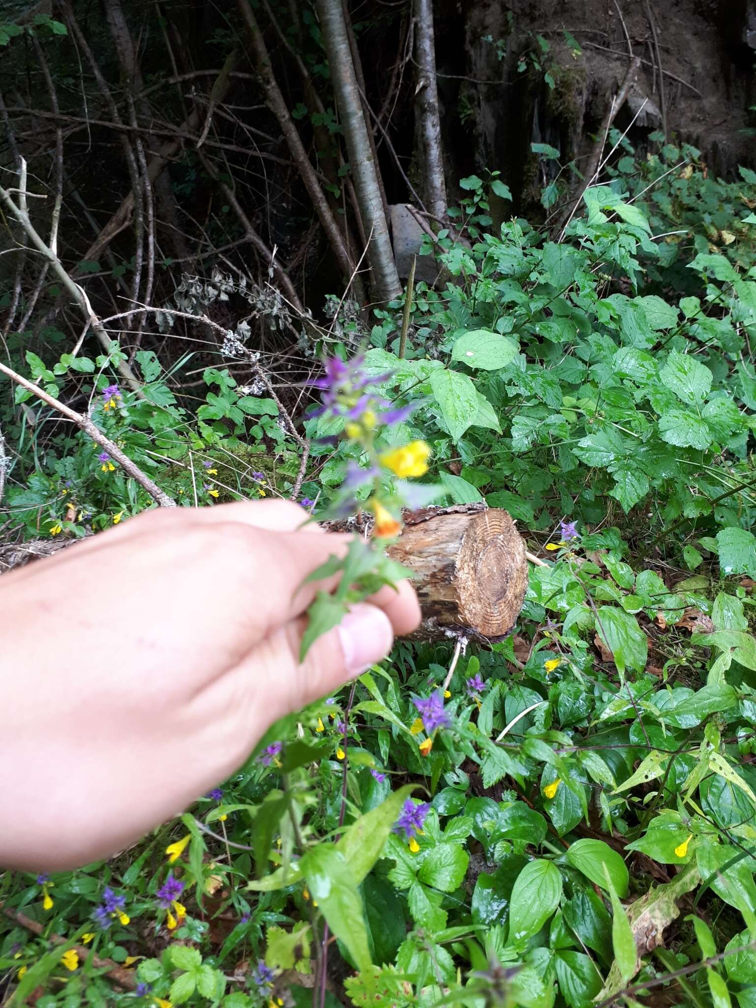 Слика од Melampyrum nemorosum subsp. catalaunicum (Freyn) Beauv.