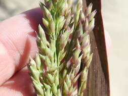 Plancia ëd Panicum amarum Elliott