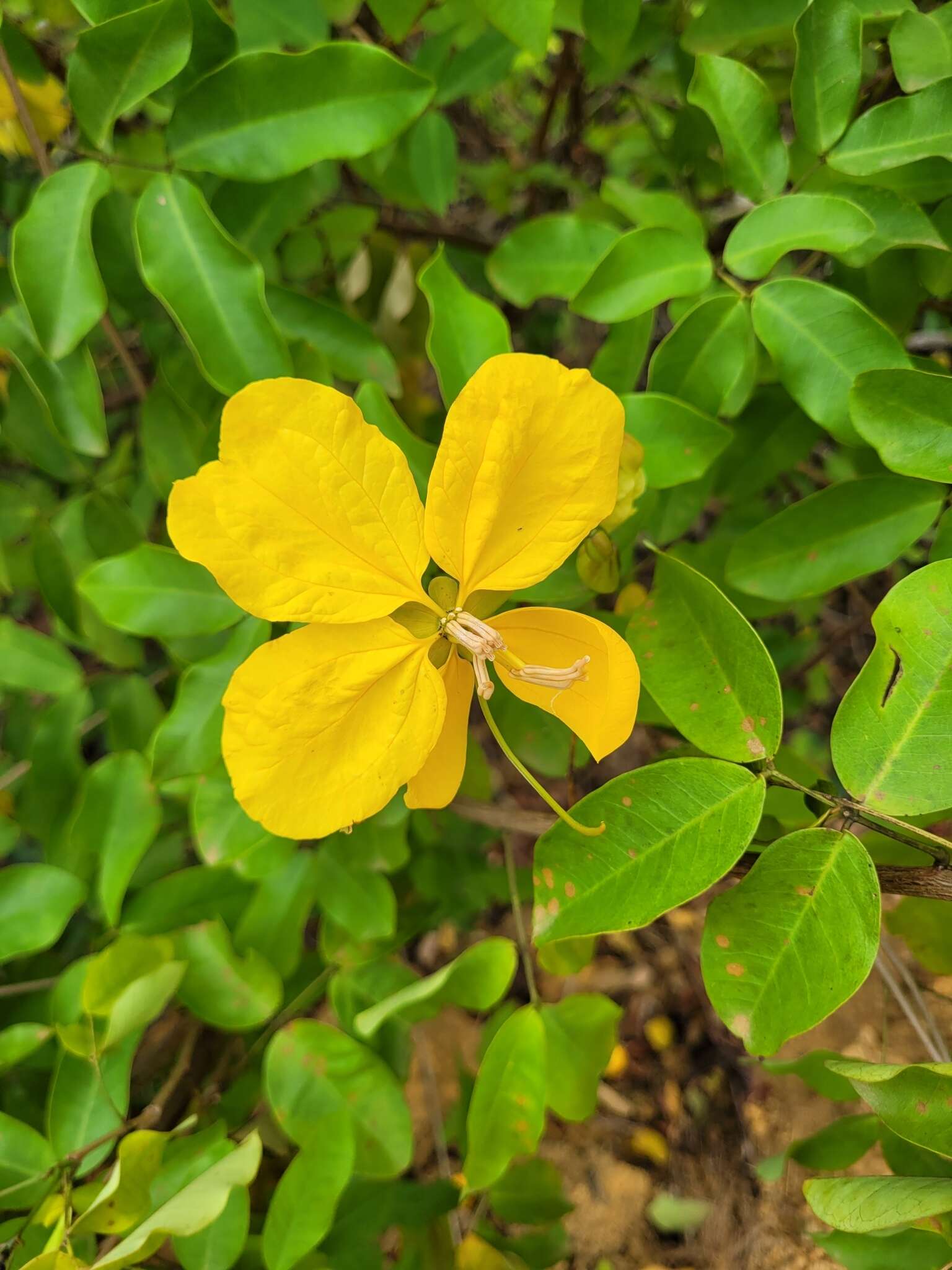 Senna splendida (Vogel) H. S. Irwin & Barneby resmi