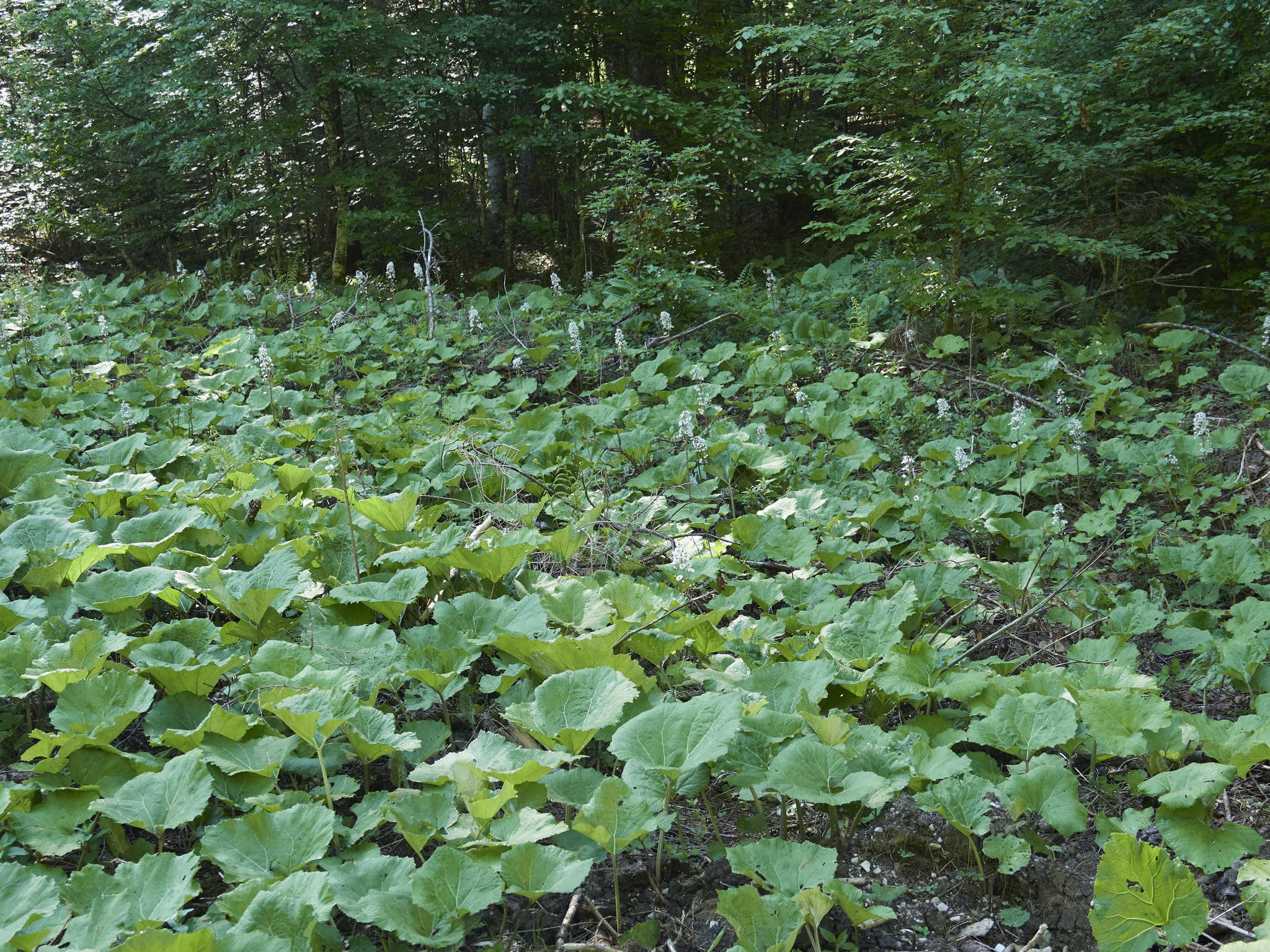 Petasites albus (L.) Gaertn.的圖片