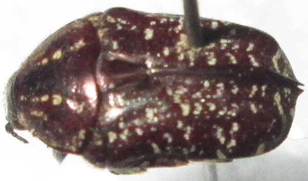 Image of Xeloma leprosa (Burmeister 1842)