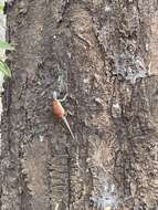 Image of Mozambique Agama