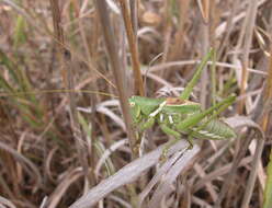 Image of Lesser Arid-land Katydid