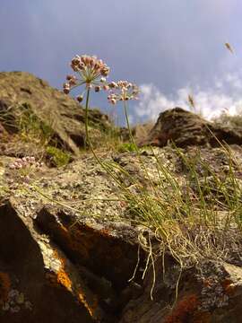 Image of Allium rubens Schrad. ex Willd.