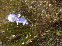 Image of Early blue Disa