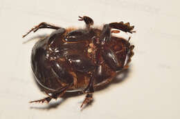Image of Dichotomius colonicus (Say 1835)