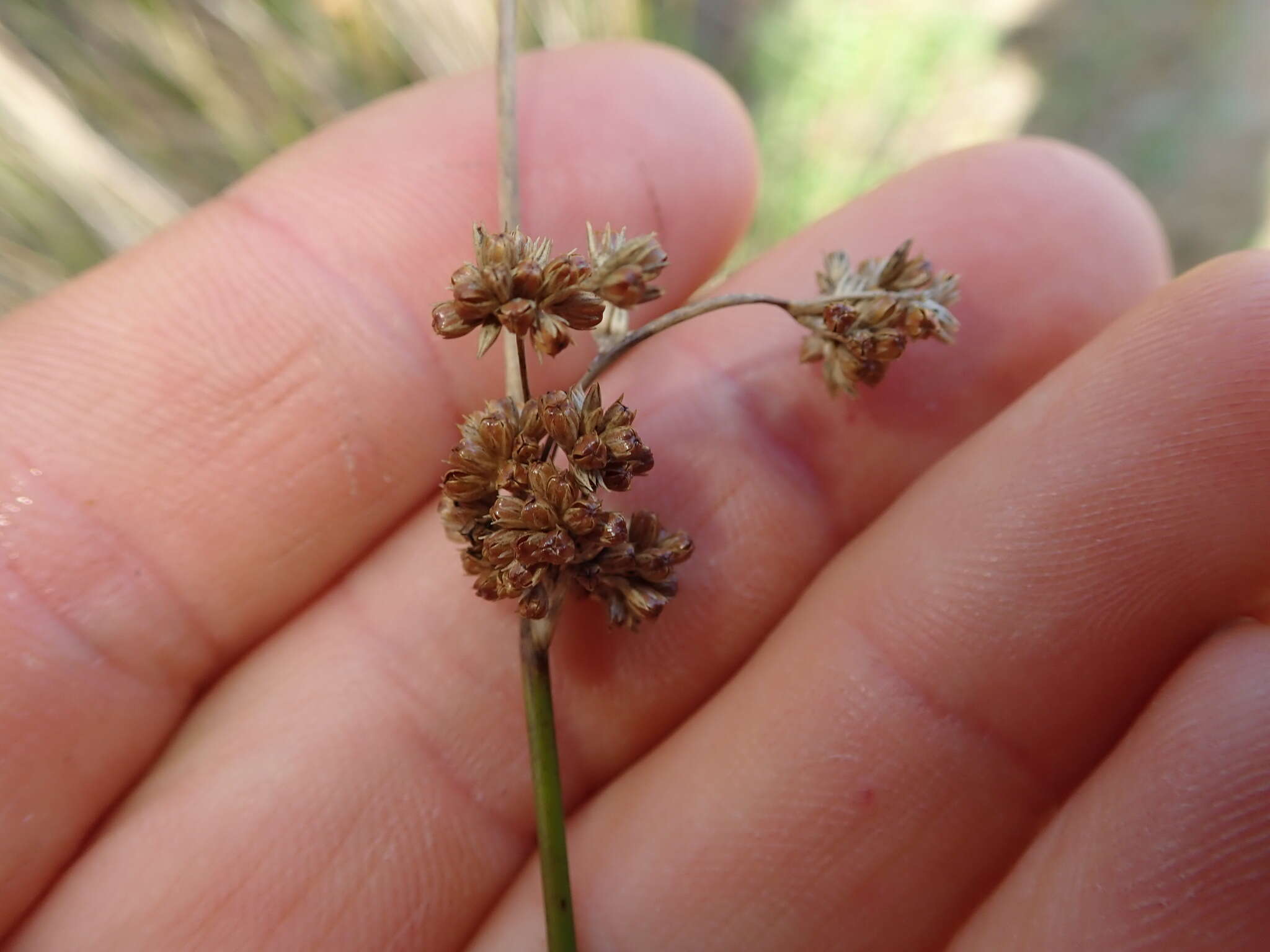 Image of Juncus edgariae L. A. S. Johnson & K. L. Wilson