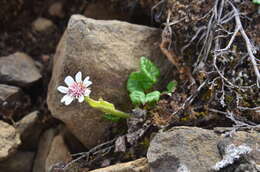 Plancia ëd Endocellion glaciale (Ledeb.) Kuprian.