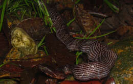 صورة Bothrocophias myersi Gutberlet & Campbell 2001