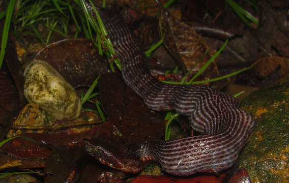 Image of Bothrocophias myersi Gutberlet & Campbell 2001