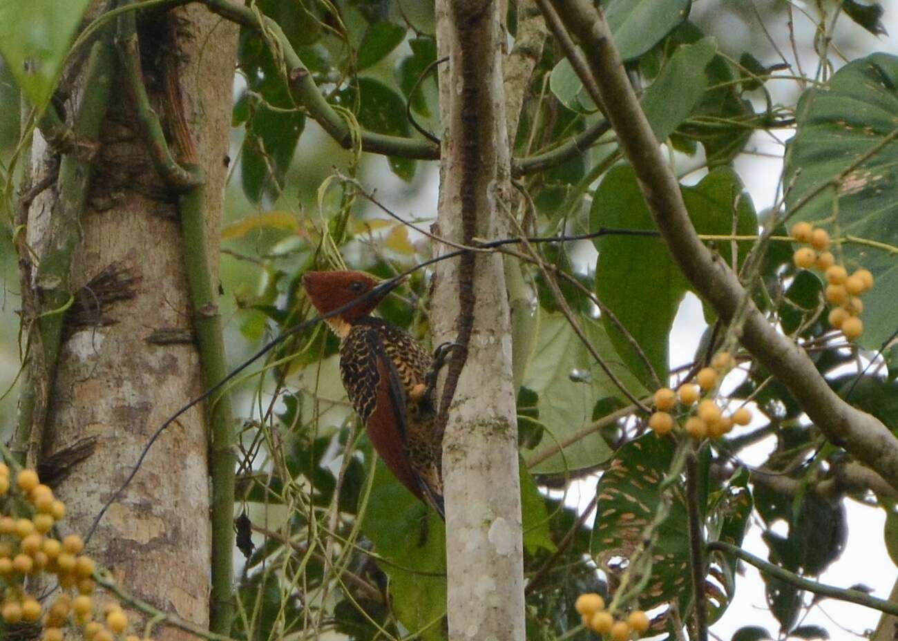 Image of Rufous-headed Woodpecker