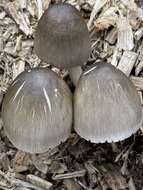 Image of straw mushroom