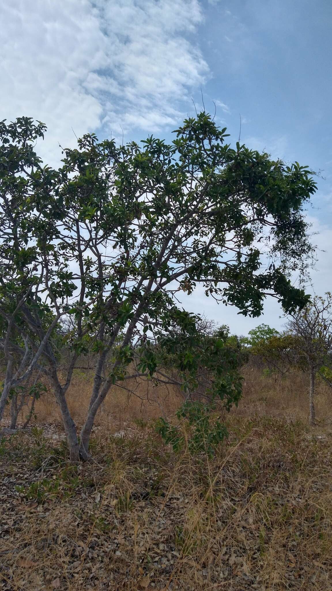 Sivun Vochysia rufa Mart. kuva