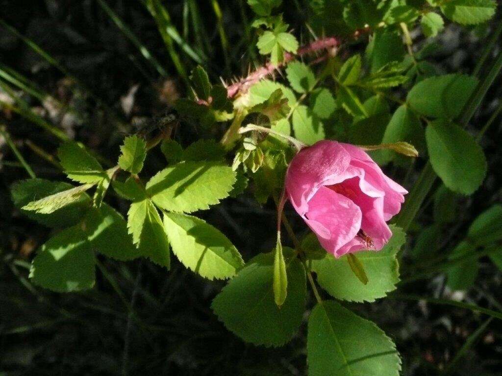 صورة Rosa acicularis subsp. acicularis