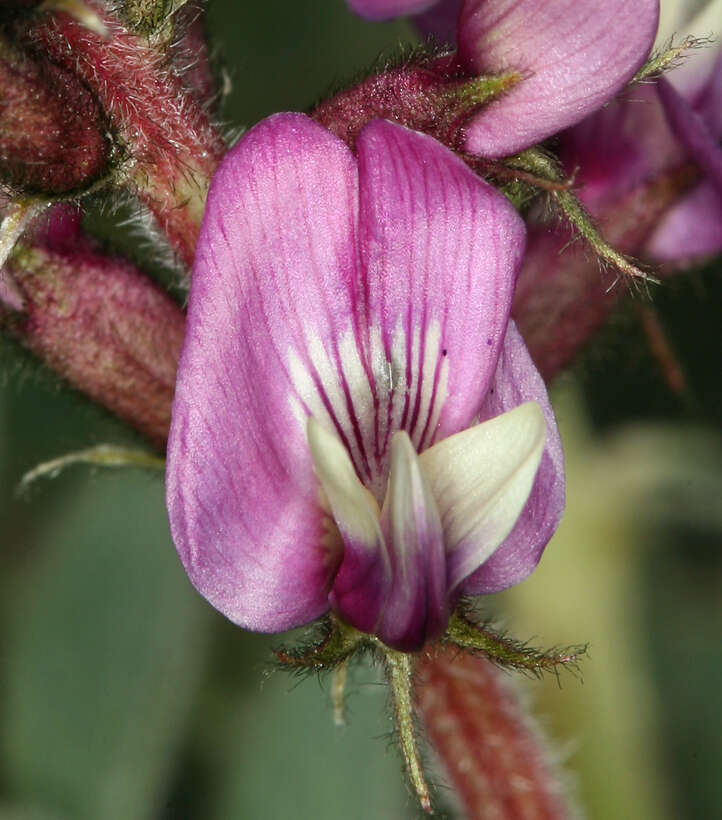 Image of Minthorn's milkvetch