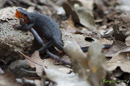 Image of Redbelly Newt