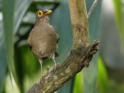 صورة Turdus nudigenis Lafresnaye 1848