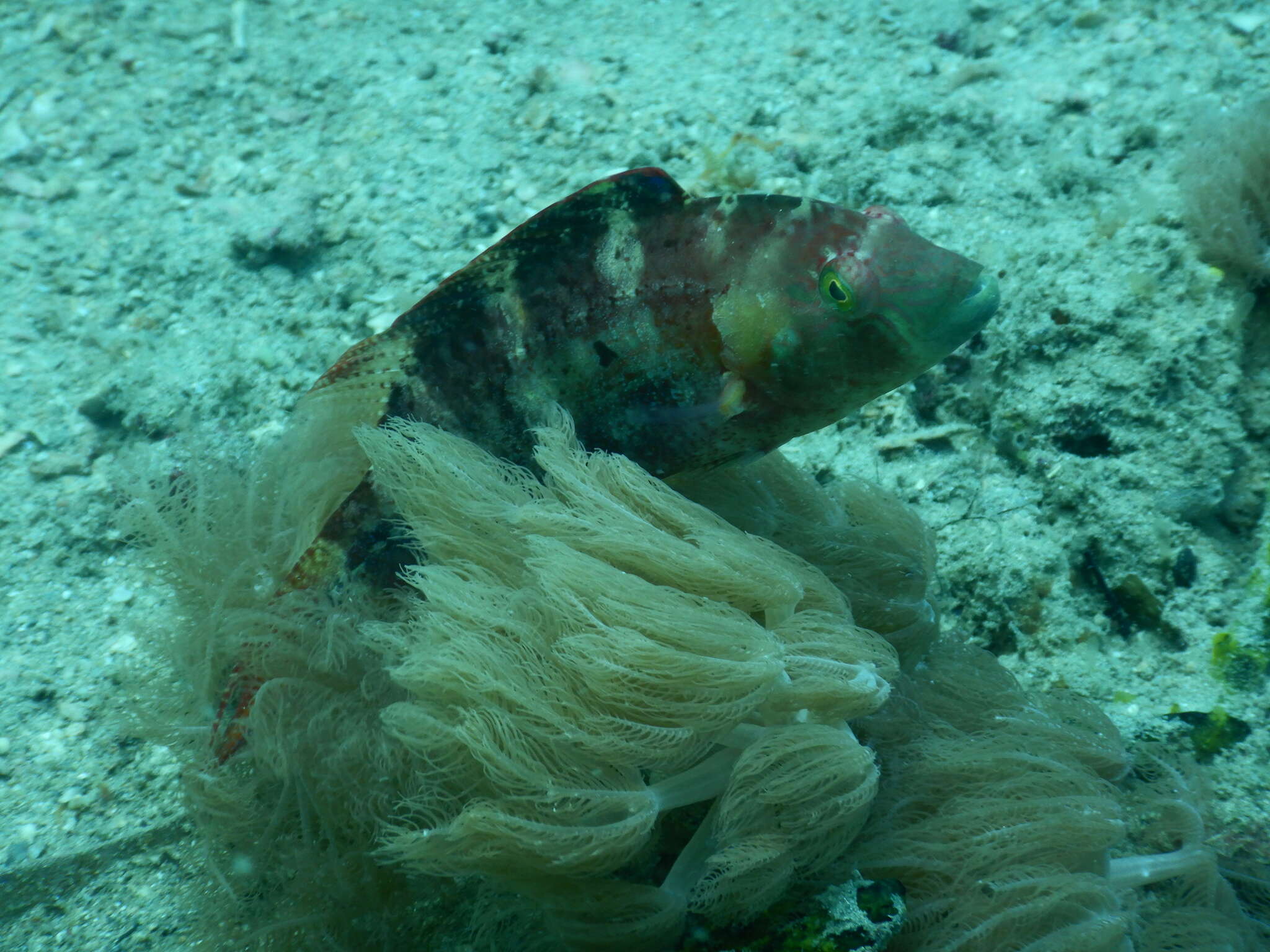 Oxycheilinus bimaculatus (Valenciennes 1840) resmi