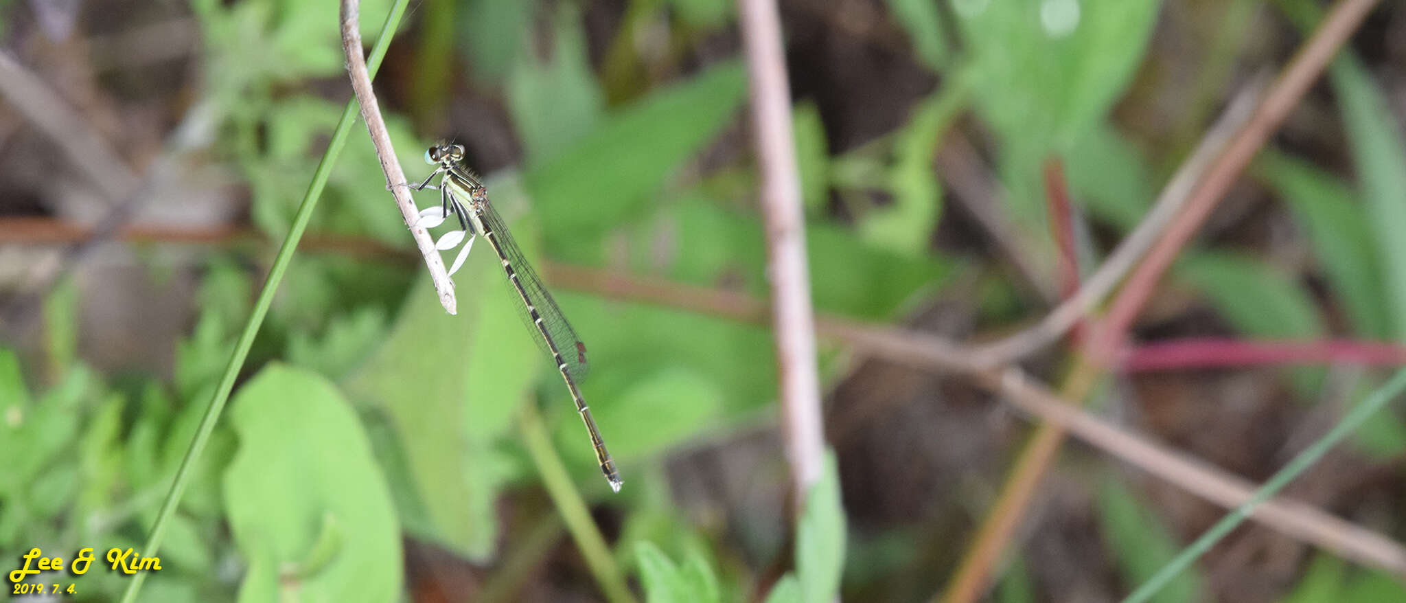 Image of Platycnemis phyllopoda Djakonov 1926