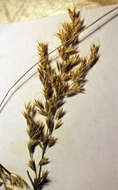 Image of golden oat grass