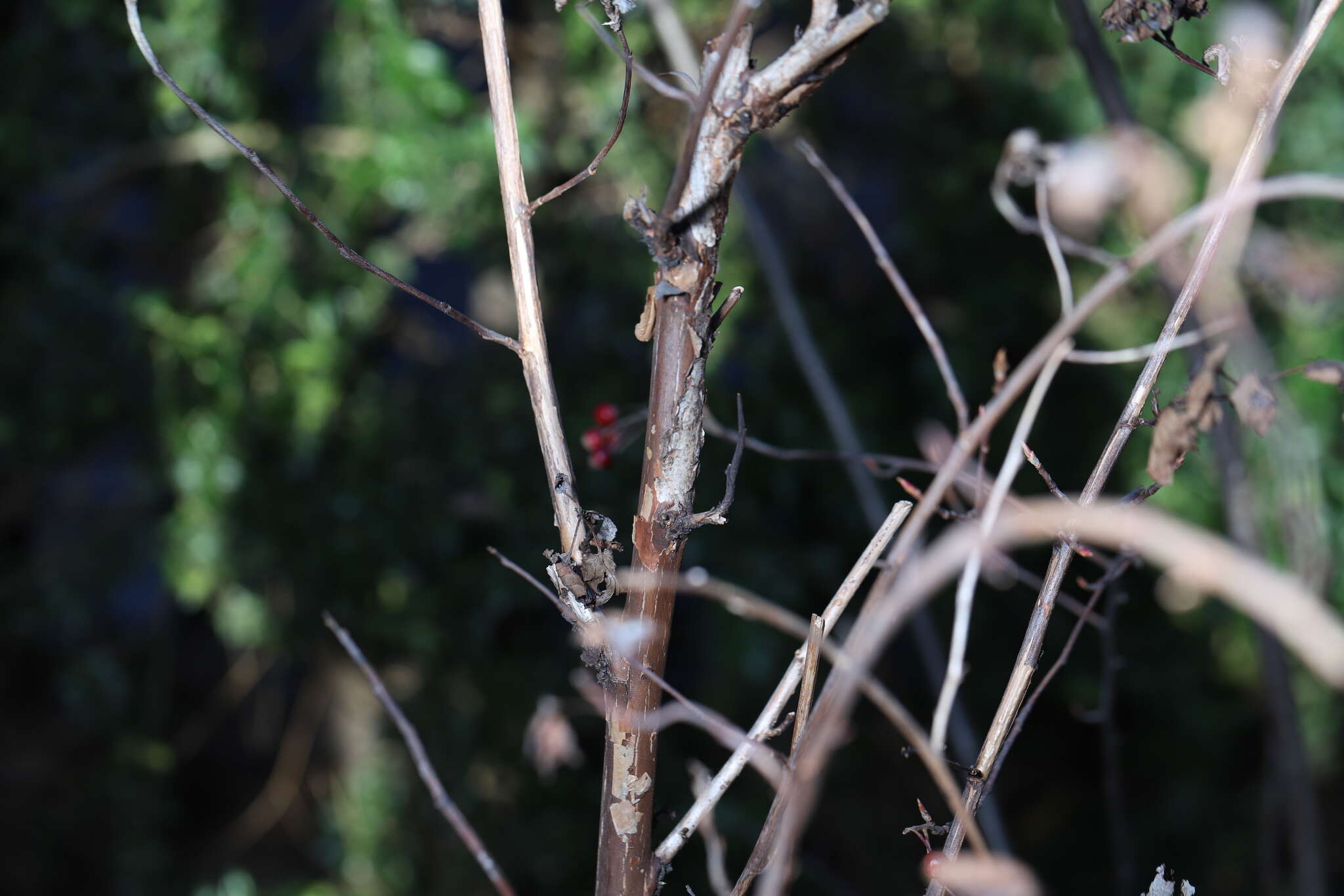 Image of Podosphaera physocarpi (U. Braun) U. Braun 2012