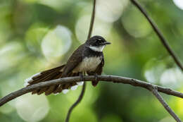 Image of Rhipidura javanica longicauda Wallace 1865