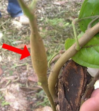 Image of Cacao swollen shoot virus