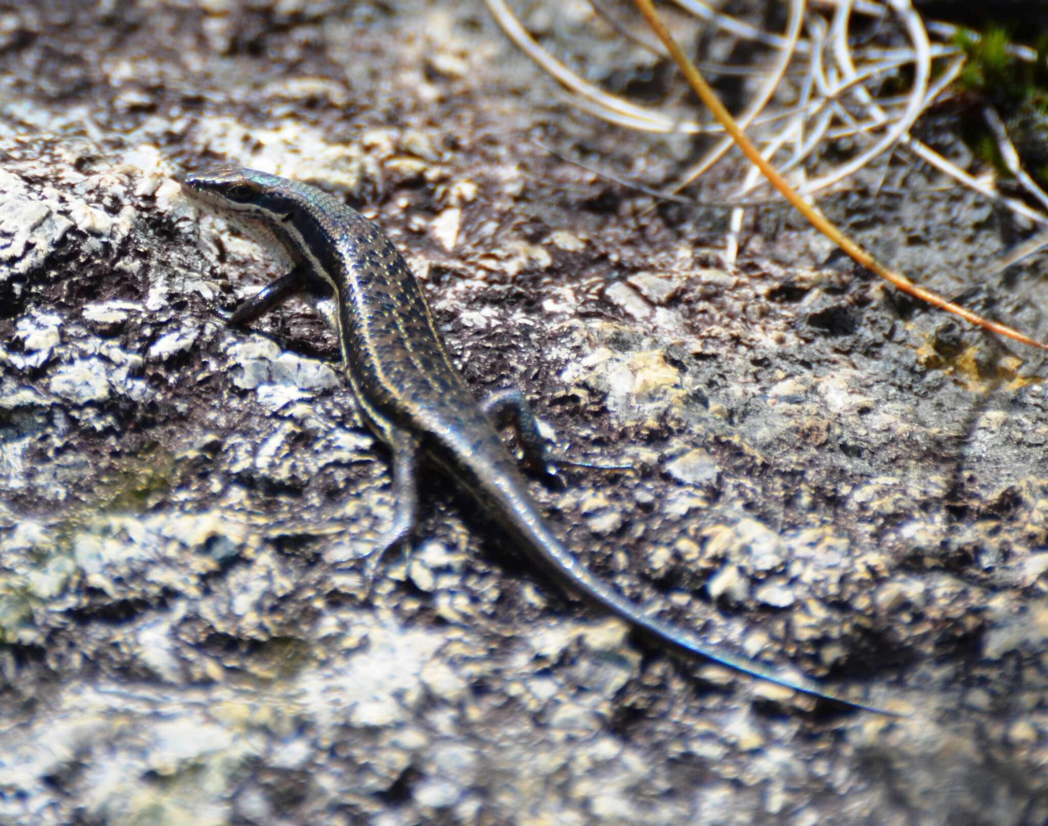 Image of Trachylepis varia (Peters 1867)