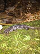 Plancia ëd Ambystoma mabeei Bishop 1928