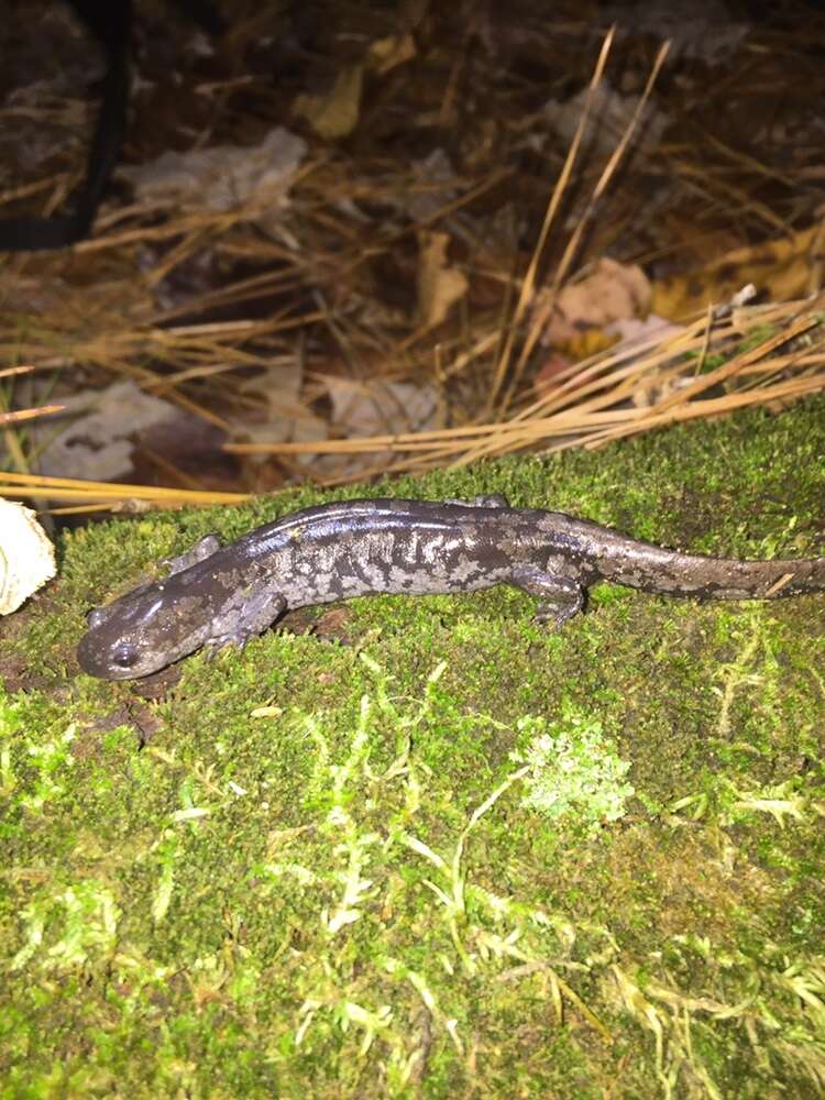 Plancia ëd Ambystoma mabeei Bishop 1928