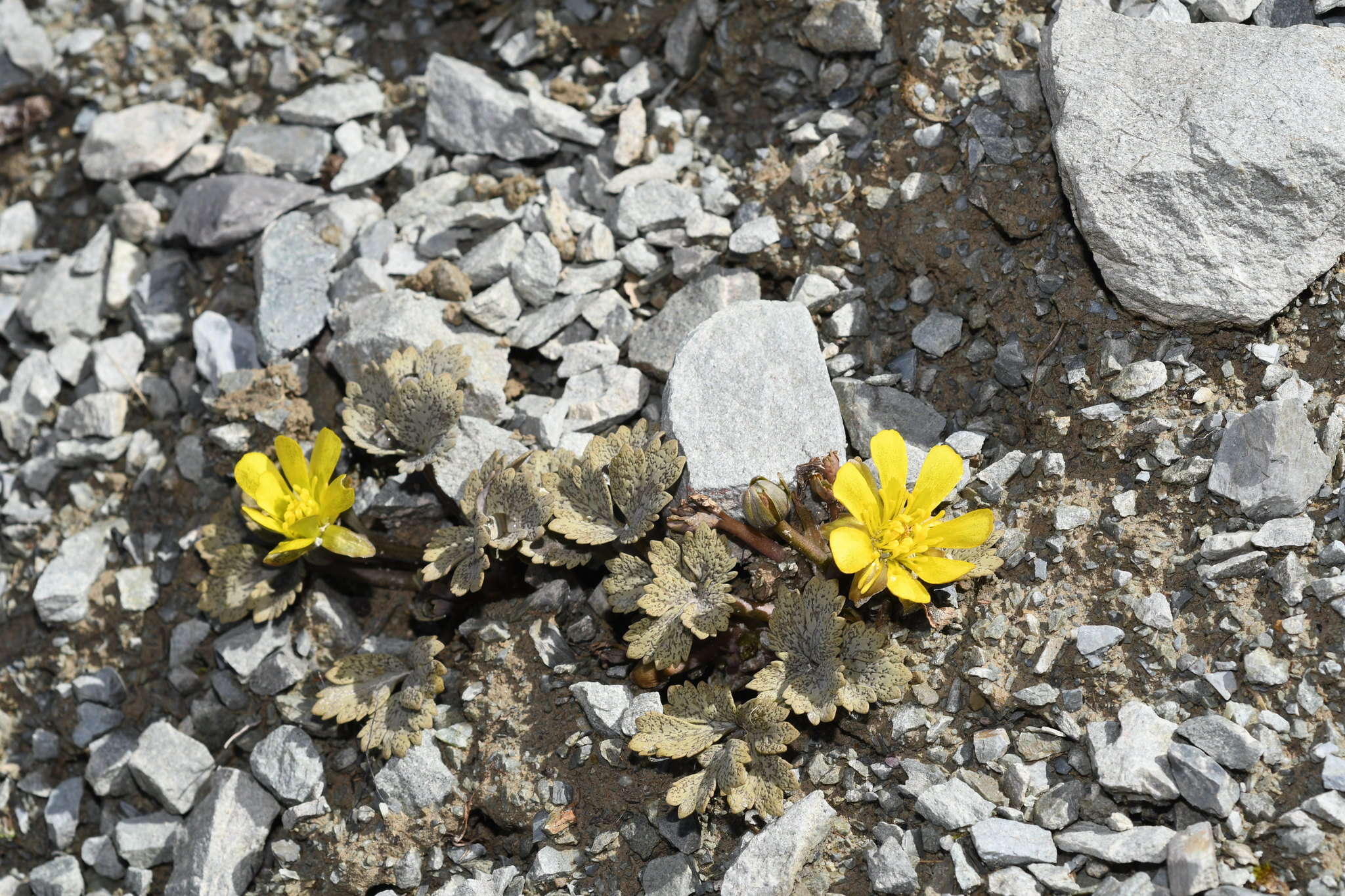 Image de Ranunculus crithmifolius Hook. fil.