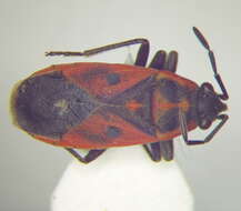 صورة Melanocoryphus tristrami (Douglas, J. W. & J. Scott 1868)