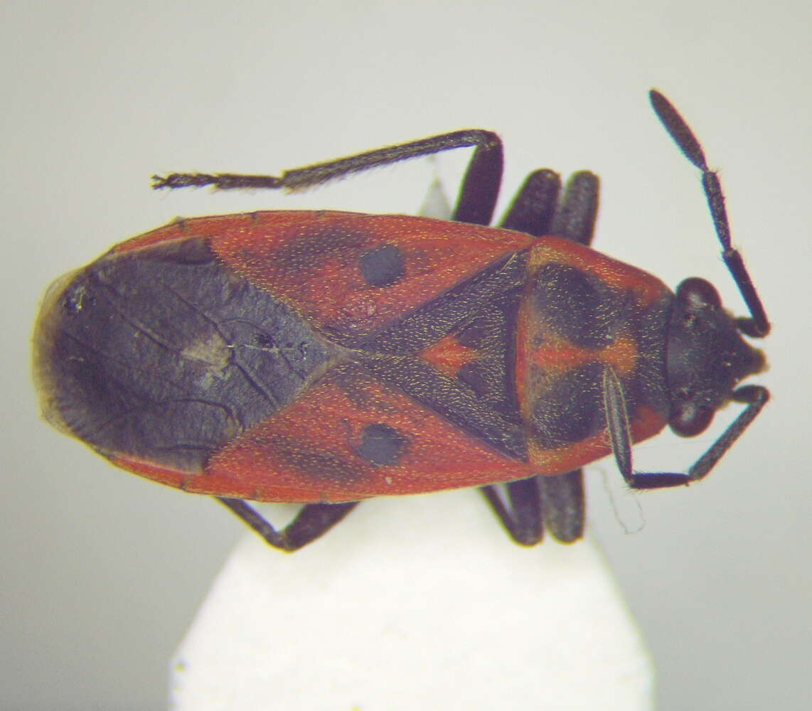 صورة Melanocoryphus tristrami (Douglas, J. W. & J. Scott 1868)