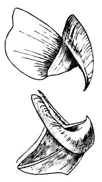 Image of <i>Taonius pavo</i> (Lesueur 1821)
