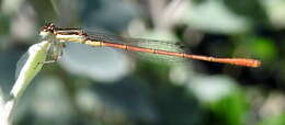 Sivun Agriocnemis falcifera Pinhey 1959 kuva